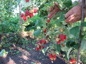 Обустройство плодового сада